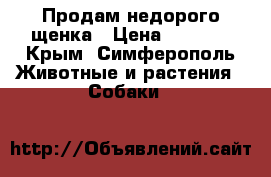 Продам недорого щенка › Цена ­ 1 000 - Крым, Симферополь Животные и растения » Собаки   